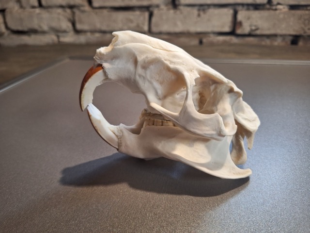 photo21.jpg